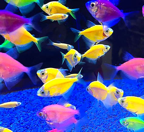 Glofish Danio Rerio In 2020 Glofish Aquarium Fish Fish