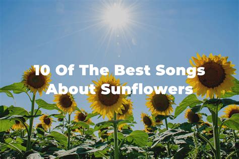 Of The Best Songs About Sunflowers