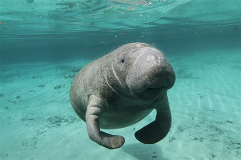 Add manatee to one of your lists below, or create a new one. Crystal River Manatee Tours Snorkeling Swimming with Manatees