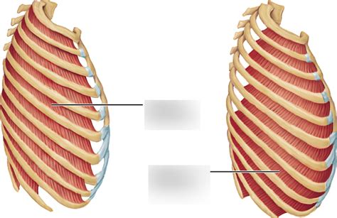 Rib Cage Muscles Diagram Quizlet