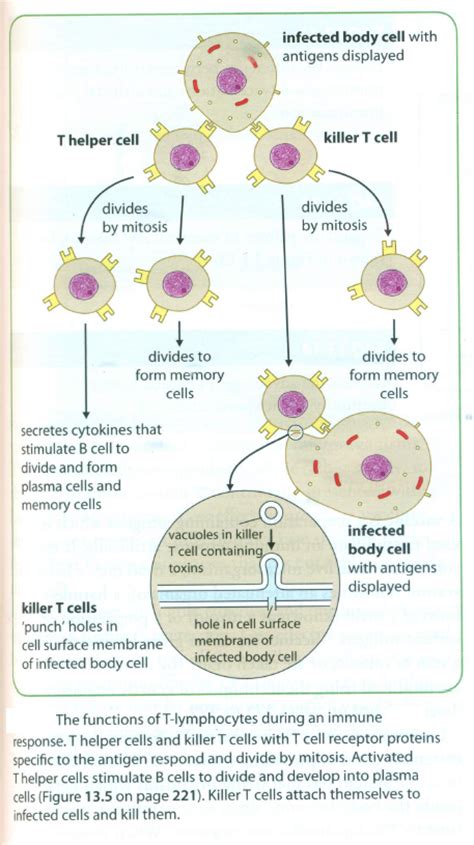 61 Action Of T Lymphocytes Biology Notes For A Level
