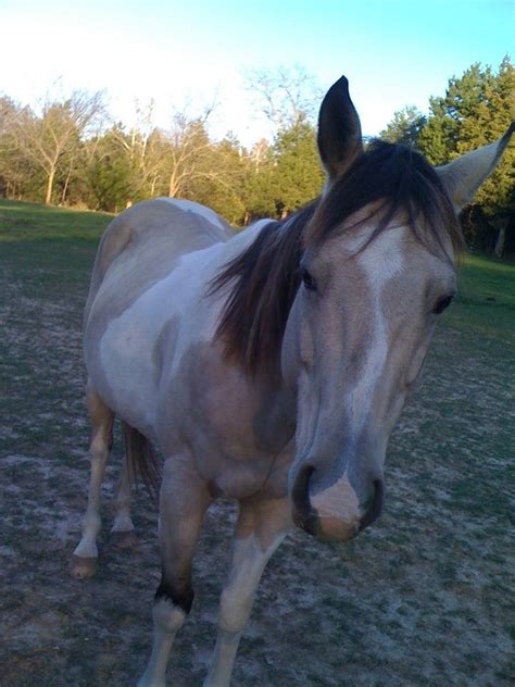 She picked this buckskin paint horse, and he arrived today. Buckskin paint horse | American paint horse, Horses, Horse ...