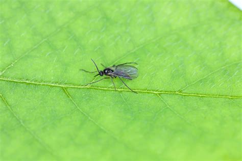 Thrips Vs Fungus Gnats Whats The Difference And How To Treat