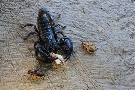 Black Emperor Scorpion On The Sand Preying On Insects Stock Image