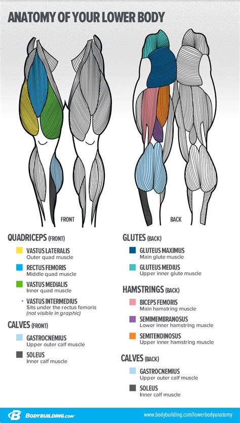 Lessons That Will Transform Your Legs In Muscle Anatomy