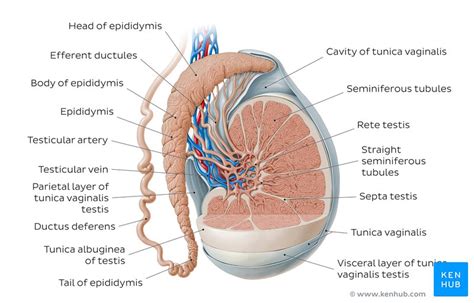 In the lower cavity there is stomach, liver, gallbladder and the intestines. Epididymis: Anatomy and histology | Kenhub
