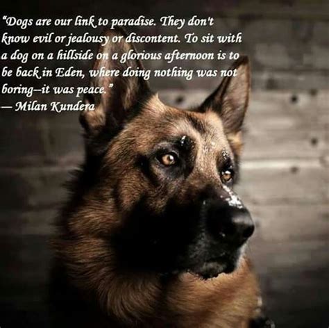 We've gone ahead and started compiling a list of the best german shepherd quotes. So True!!!!! (With images) | Animal lover quotes, German shepherd quotes, Dog quotes