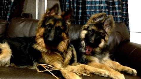 Long Haired German Shepherd Puppies For Adoption German Choices