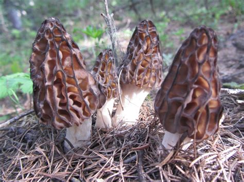 Morel Mushrooms Pacific Northwest Wild Mushrooms