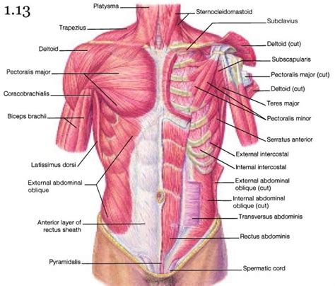 Muscles In Chest Area Human Chest Muscles Pectoral Muscles Area