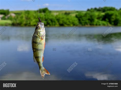 Bass Fish Hanging On Image And Photo Free Trial Bigstock