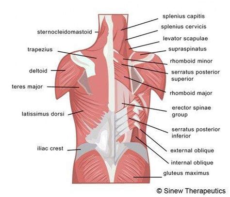 Names Of Muscles In Your Back Image Result For Back Muscles Diagram