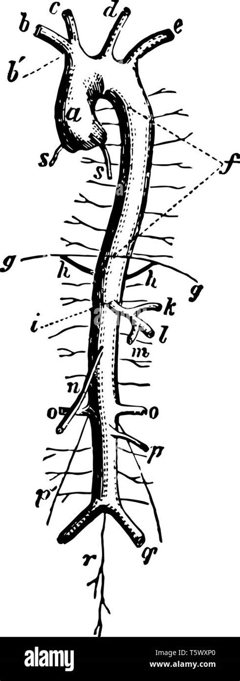 Este Diagrama Representa La Aorta Ascendente Y Arco De La Aorta Línea