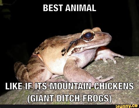Mountainchicken Memes Best Collection Of Funny Mountainchicken