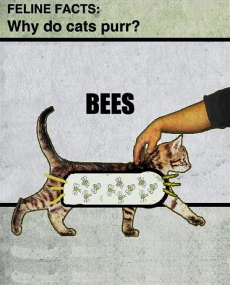 The Big Imageboard Tbib Arthropod Bee Cat Feline Insect Mammal
