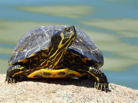 Yellow Bellied Slider Breeding And Eggs Complete Guide Reptile Scout