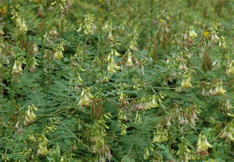 Astragalus Membranaceus Var Mongholicus 50 Seeds Chinese Medicinal