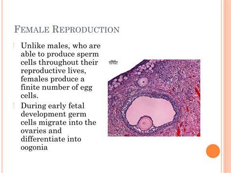 Ppt The Female Reproductive System And Oogenesis Powerpoint