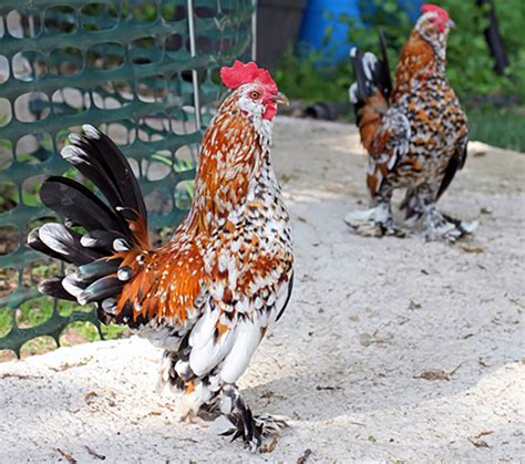 Chickens And Pigeons Share Mutation For Feathered Feet Researchers