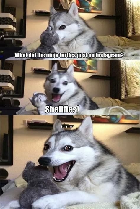 Husky Dog Meme Joke
