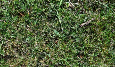 Pearlwort Identify And Control Pearlwort Weeds Kiwicare