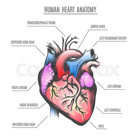 Human Heart Anatomy Vector Illustration Stock Vector Colourbox