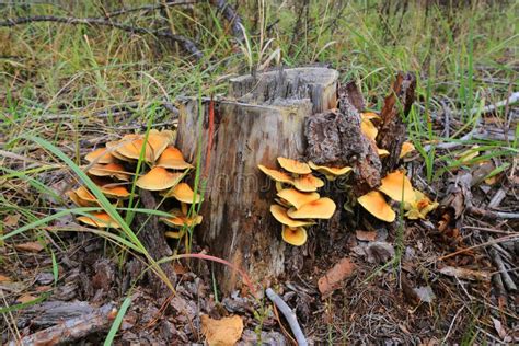 Wild Mushrooms On Tree Stump Stock Photo Image Of Macro Organic