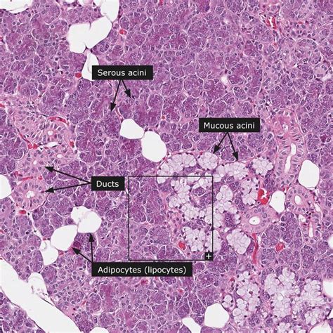 The Human Protein Atlas Salivary Gland Parotid Gland Histology Slides