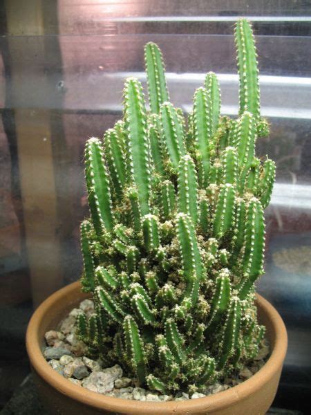 Cereus is a genus of 34 officially accepted species of large columnar cacti native to south america. just so I wont forget the names. succu #2 is cereus ...