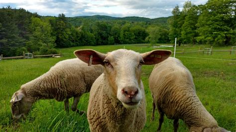 A Taste Of Farm Life In Vermont The Boston Globe