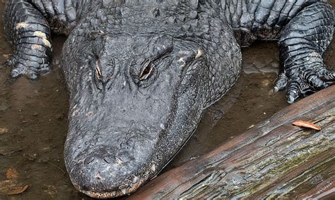 Louisiana Alligators Alligator Season Alligator Hunting Alligator