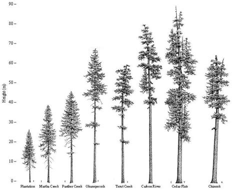 Douglas Fir Tree Drawing At Paintingvalley Com Explore Collection Of