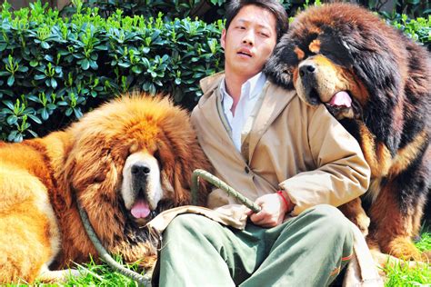 Tibetan Mastiff With ‘lions Blood Sells For 19m
