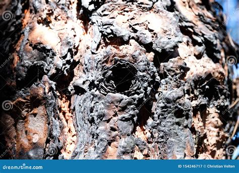 Dark Charred Pine Tree Bark After A Forest Fire Stock Image Image Of
