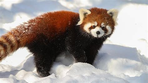 Critter Babies Red Pandas
