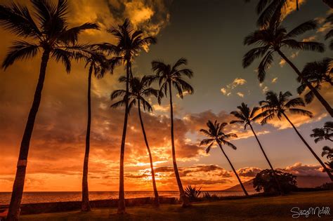 Coconut Trees Basking Up The Hawaii Sunset Sunset Summer Wallpapers