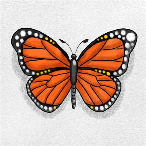 Monarch Butterfly Drawing Helloartsy