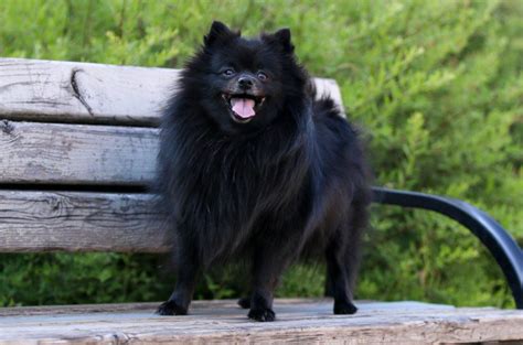 Black Pomeranian Pictures Facts And History Hepper