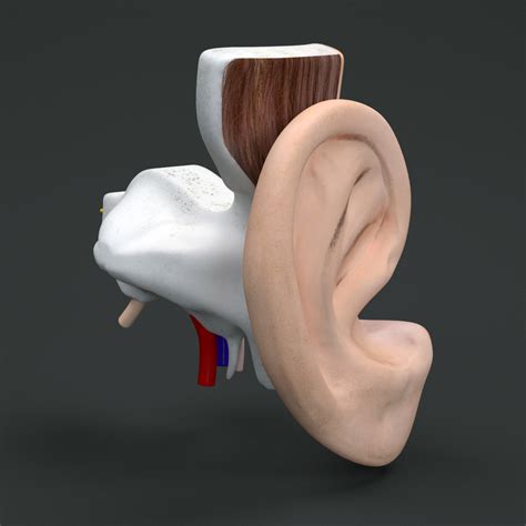 3d Inner Ear Model