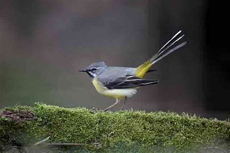 Grey Wagtail Bird Identification Guide Bird Spot