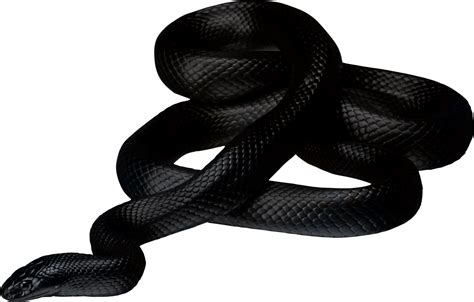 Serpent Noir Png Transparents Stickpng