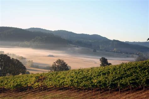 The Best Oregon Pinot Noir Producers California Winery Advisor