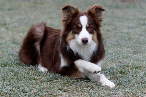 77 Border Collie Chocolate L2sanpiero