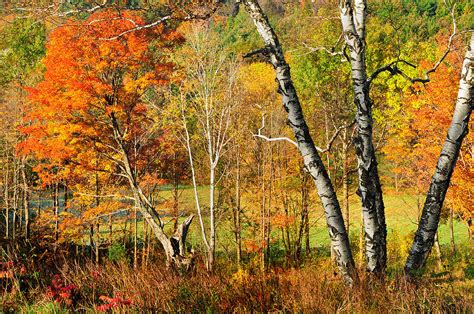 Autumn Forest Scene Litchfield Hills Photograph By Thomas Schoeller