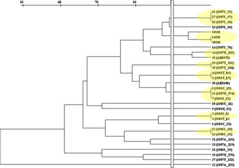 Phylogenetic Trees Evolutionary Tree Diagrams Worksheets Samples