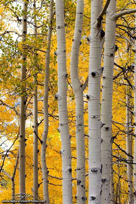 Aspen Tree Photography Autumn Transition And Aspen Tree Biology