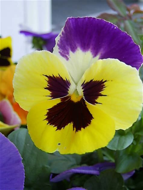 Yellow And Purple Pansy Grows On You