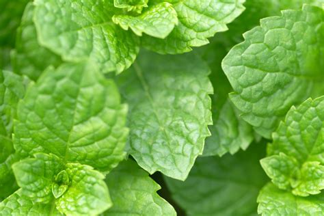 Mint Leaves Free Nature Stock Photo