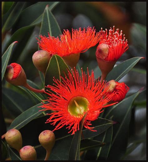 Molly Flower Red Flowering Gum Tree Australia