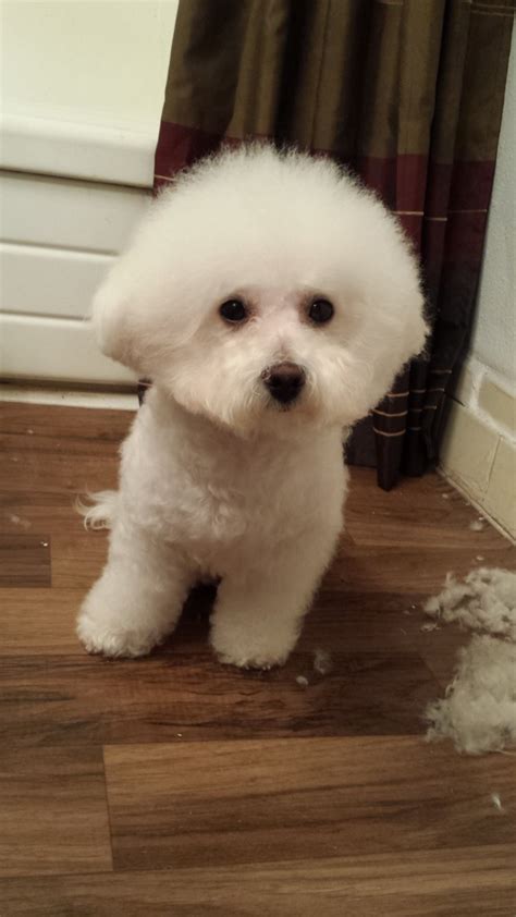 Grooming Your Bichon Frise Pethelpful